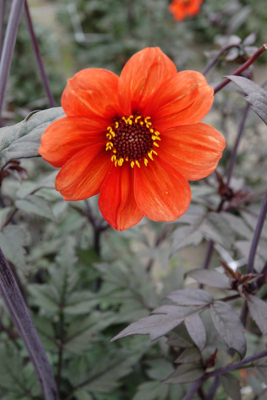 Dahlia Bischop of Oxford