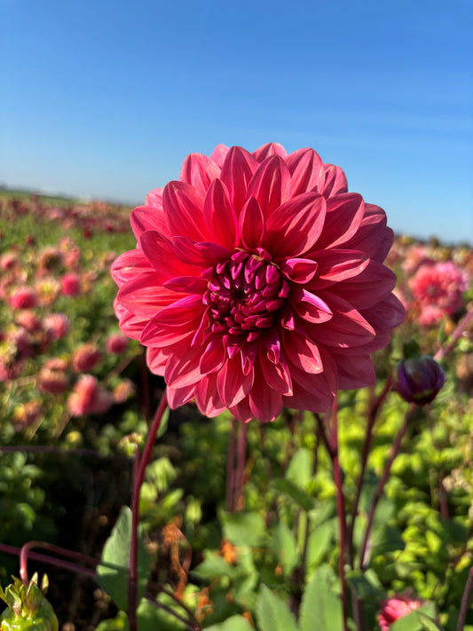 Dahlia Dalmuti Baroness Zalm