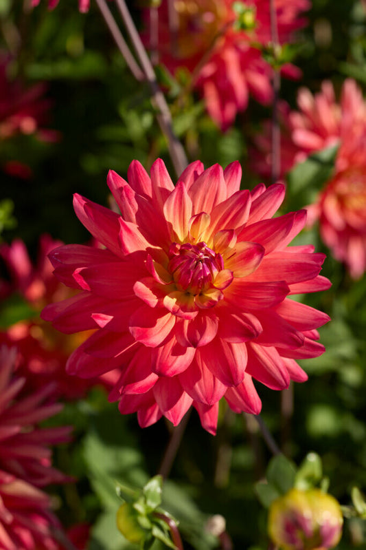 Dahlia Rainbow Silence