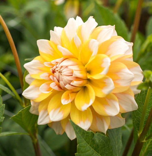 Dahlia Seattle
