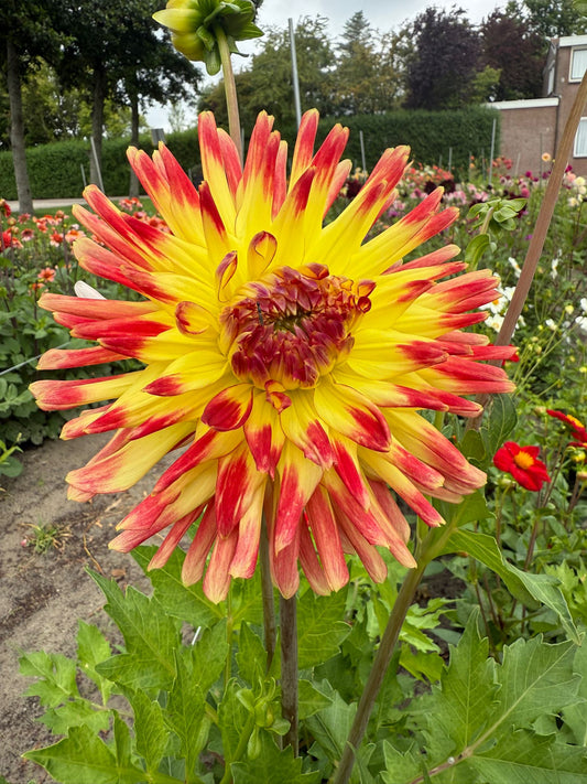 Dahlia Summer Breeze