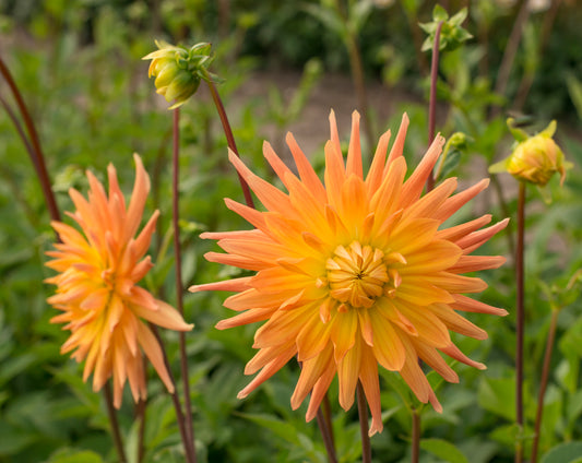 Dahlia Gold Crown