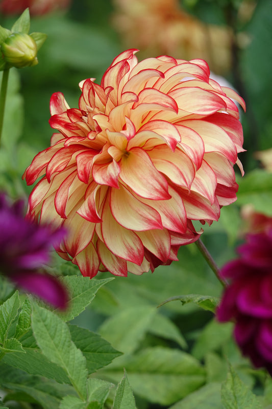 Dahlia Lady Darlene
