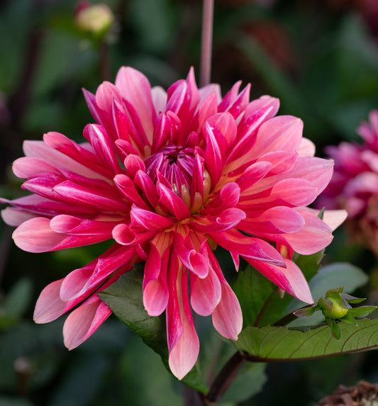 Dahlia Missis Dutch