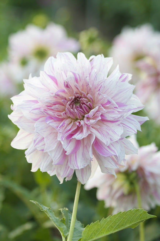 Dahlia Mom's Special