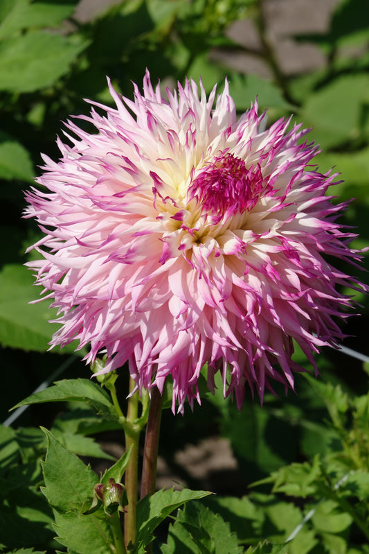 Dahlia Pinelands Princess