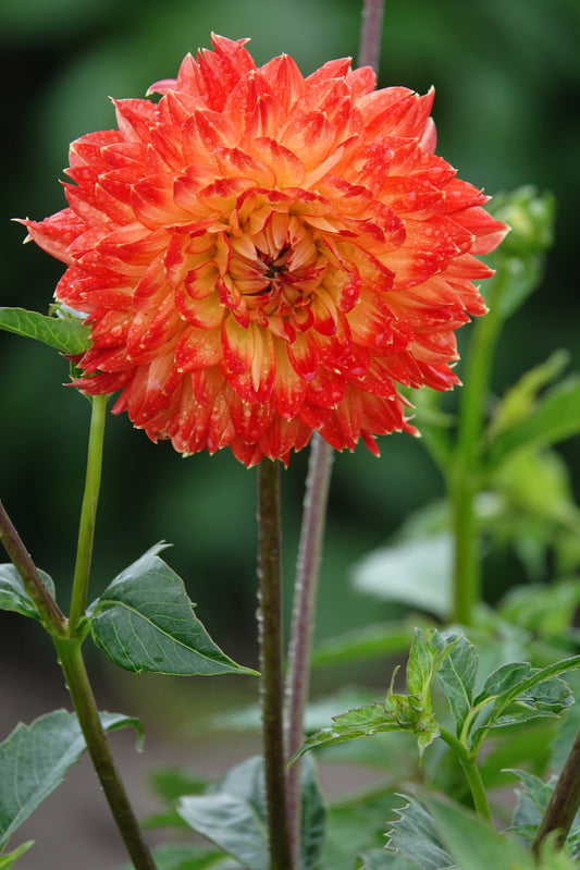 Dahlia Procyon