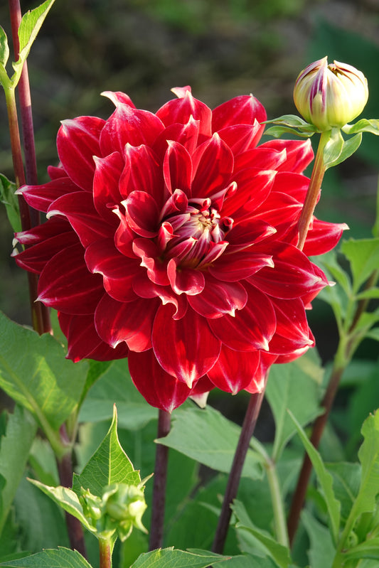 Dahlia Red Rock