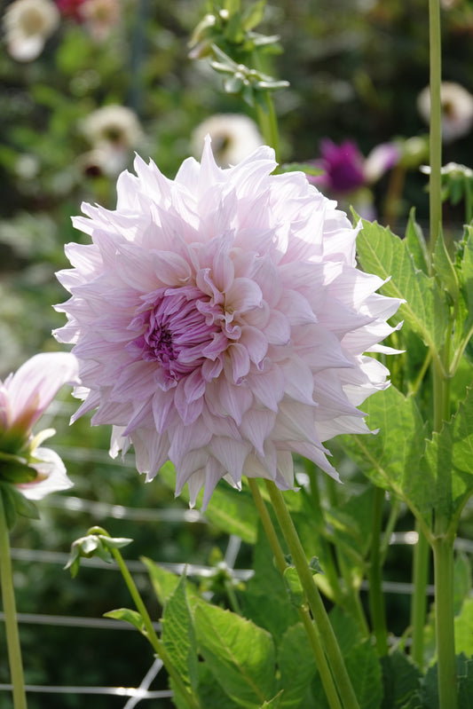 Dahlia Shiloh Noelle