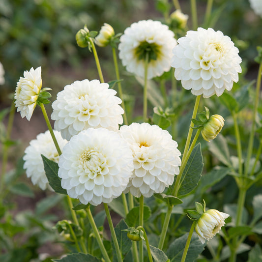 Dahlia Snow Flake
