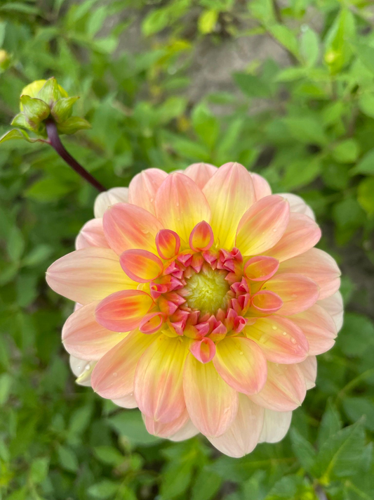 Dahlia Morning Glory