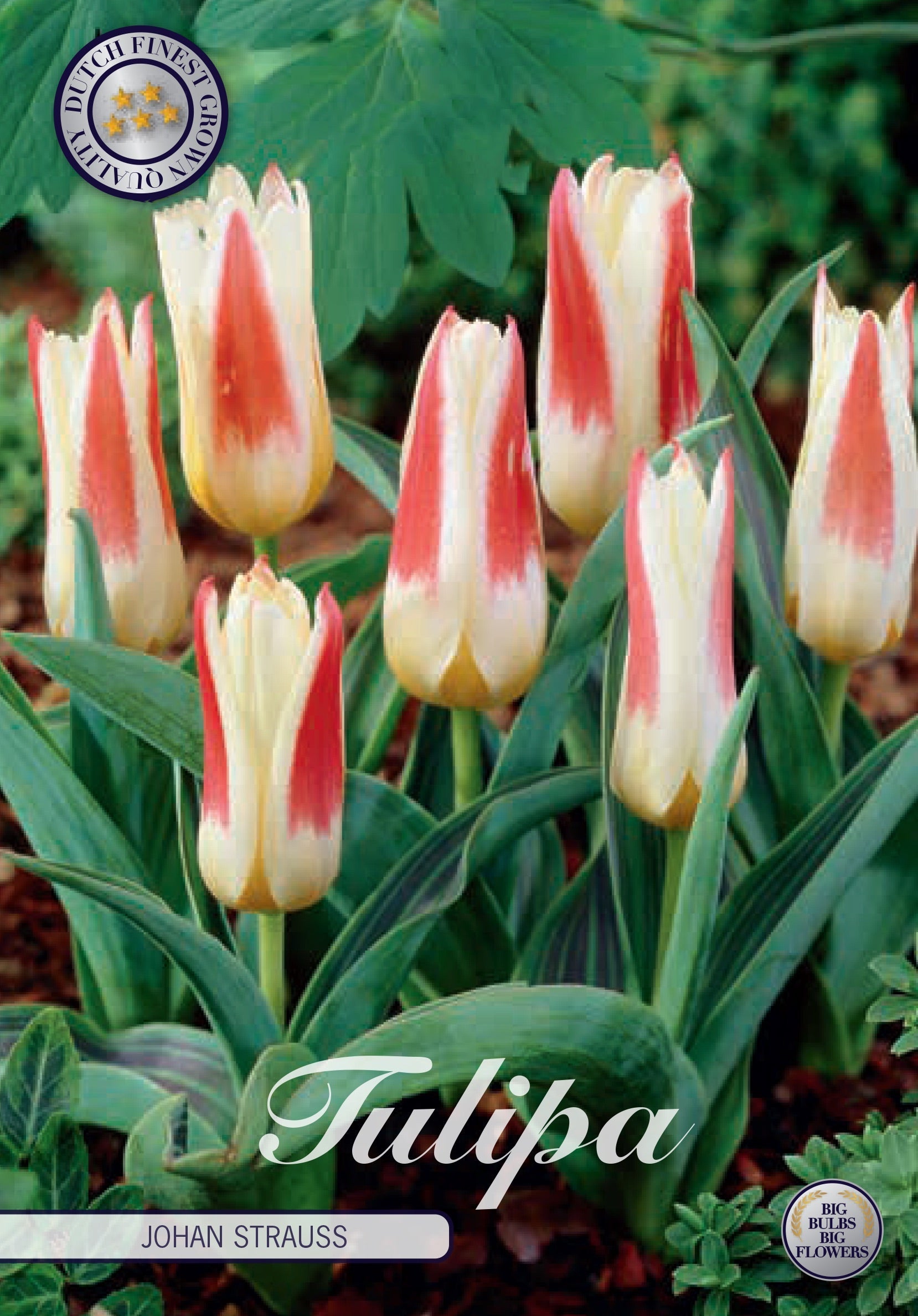 Tulipa Johan Strauss