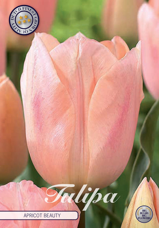 Tulipa Apricot Beauty