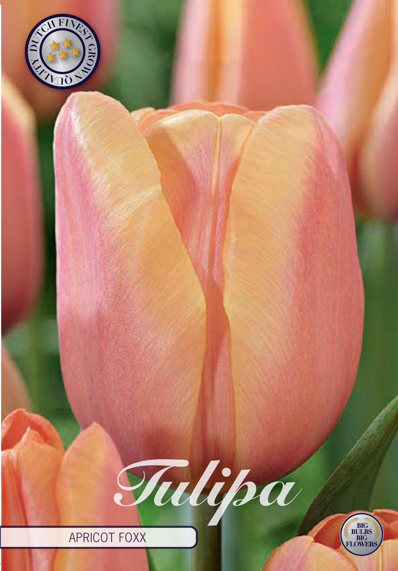 Tulipa Apricot Foxx