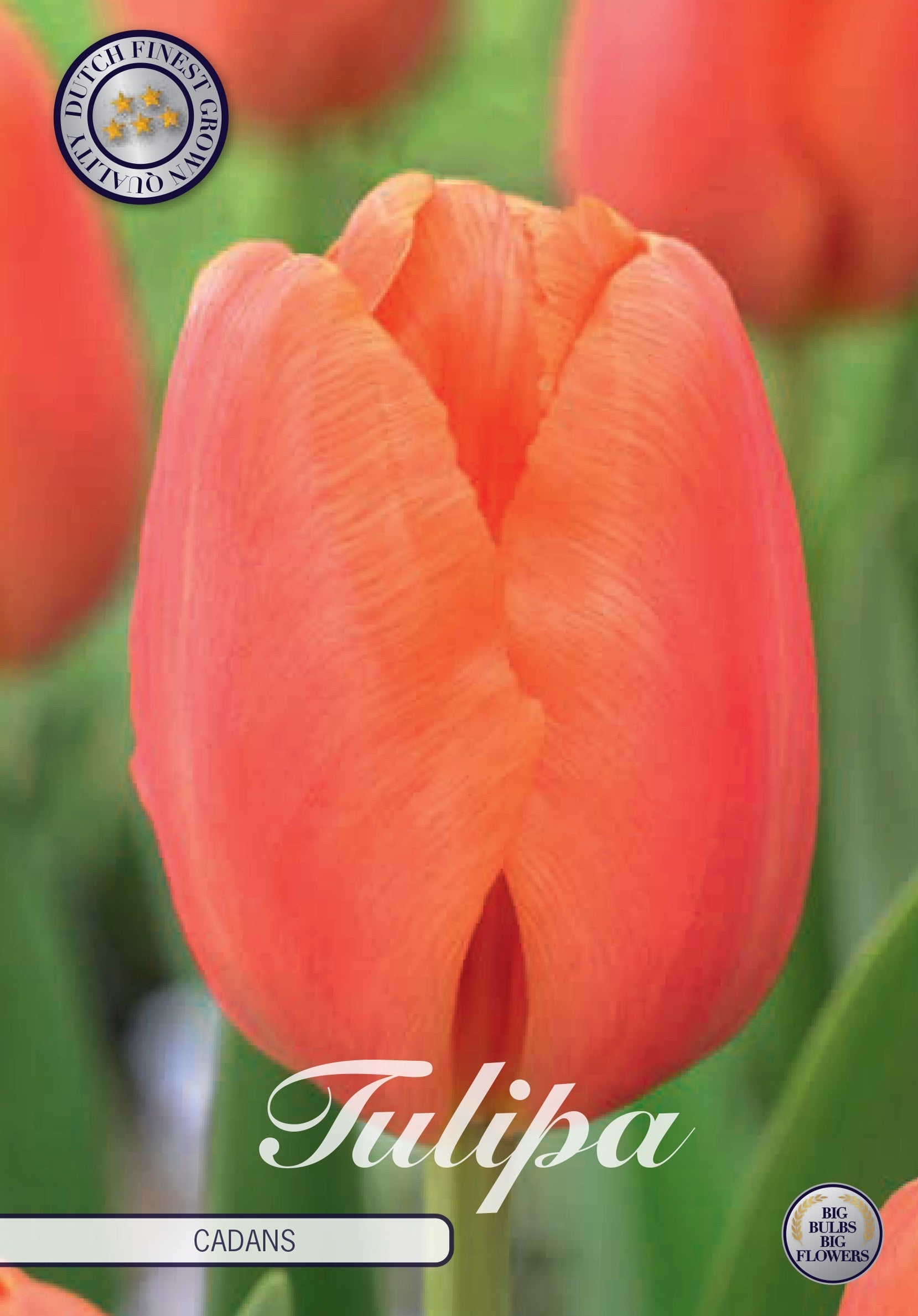 Tulipa Cadans