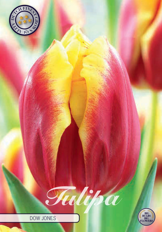 Tulipa Dow Jones