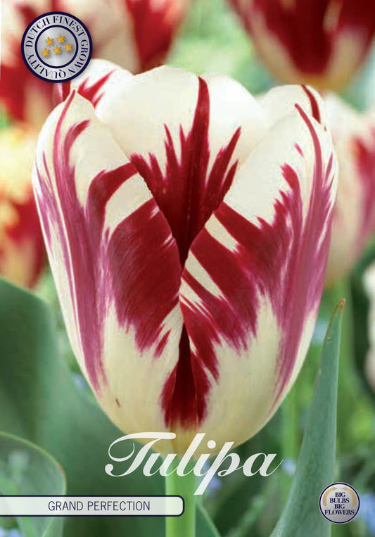 Tulipa Grand Perfection