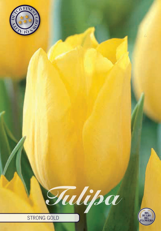 Tulipa Strong Gold
