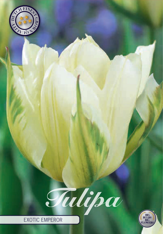 Tulipa Exotic Emperor