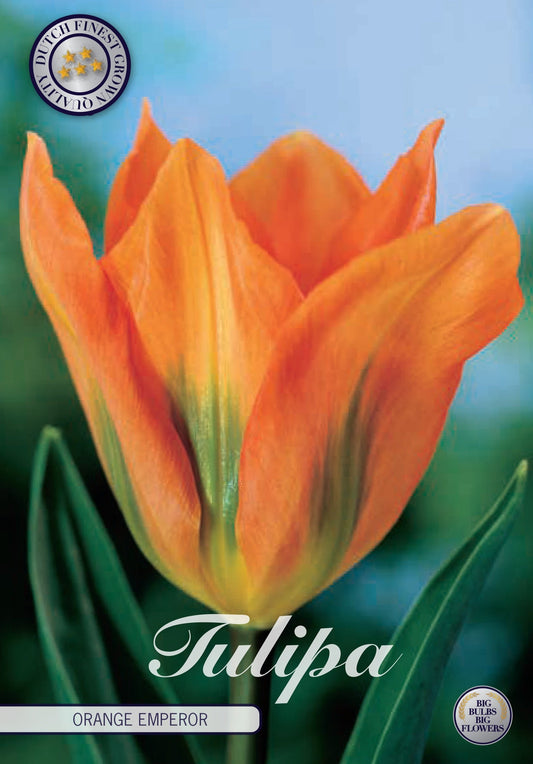 Tulipa Orange Emperor