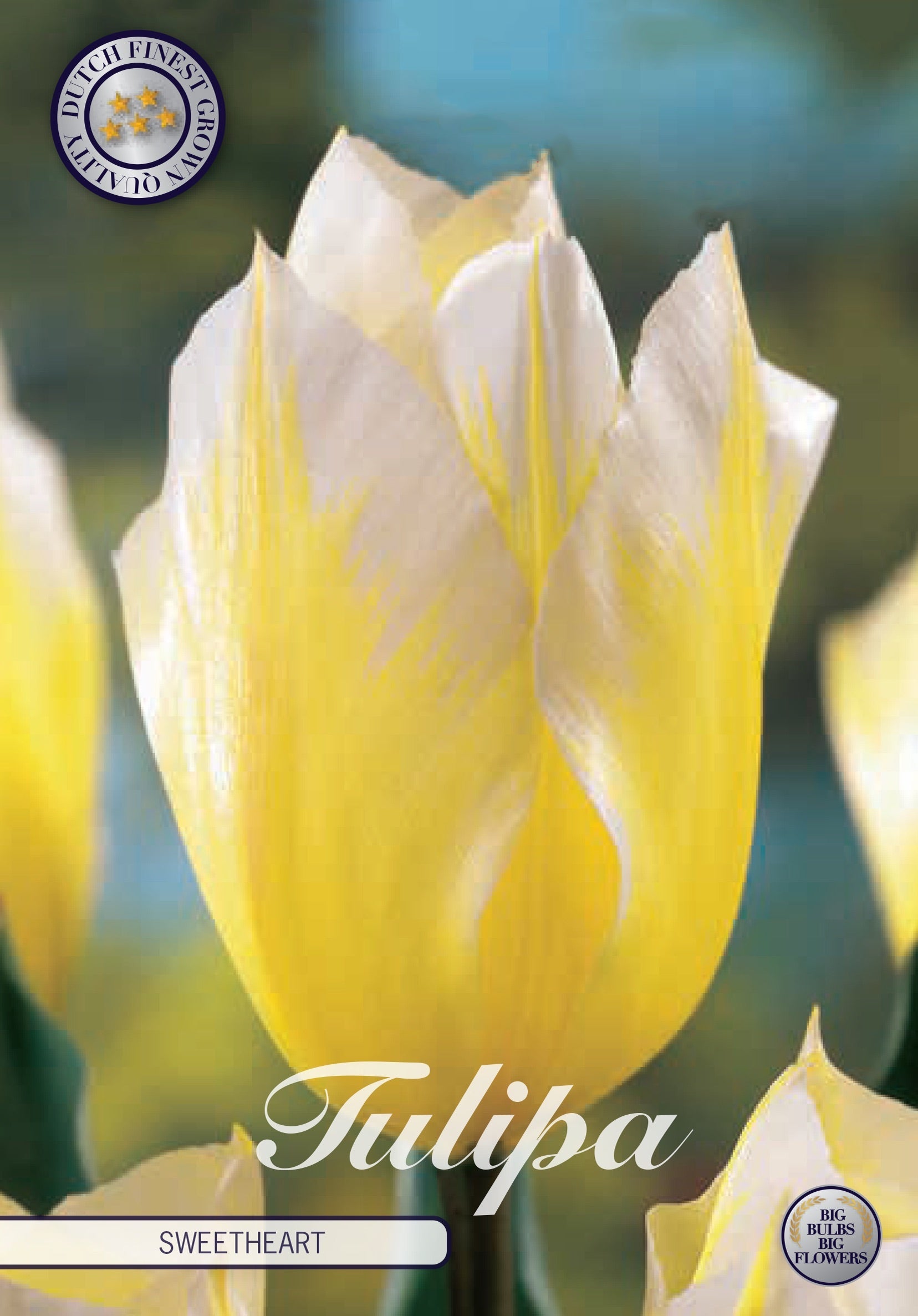 Tulipa Sweetheart