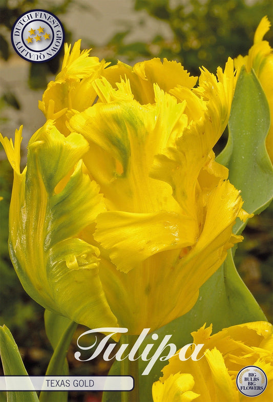 Tulipa Texas Gold
