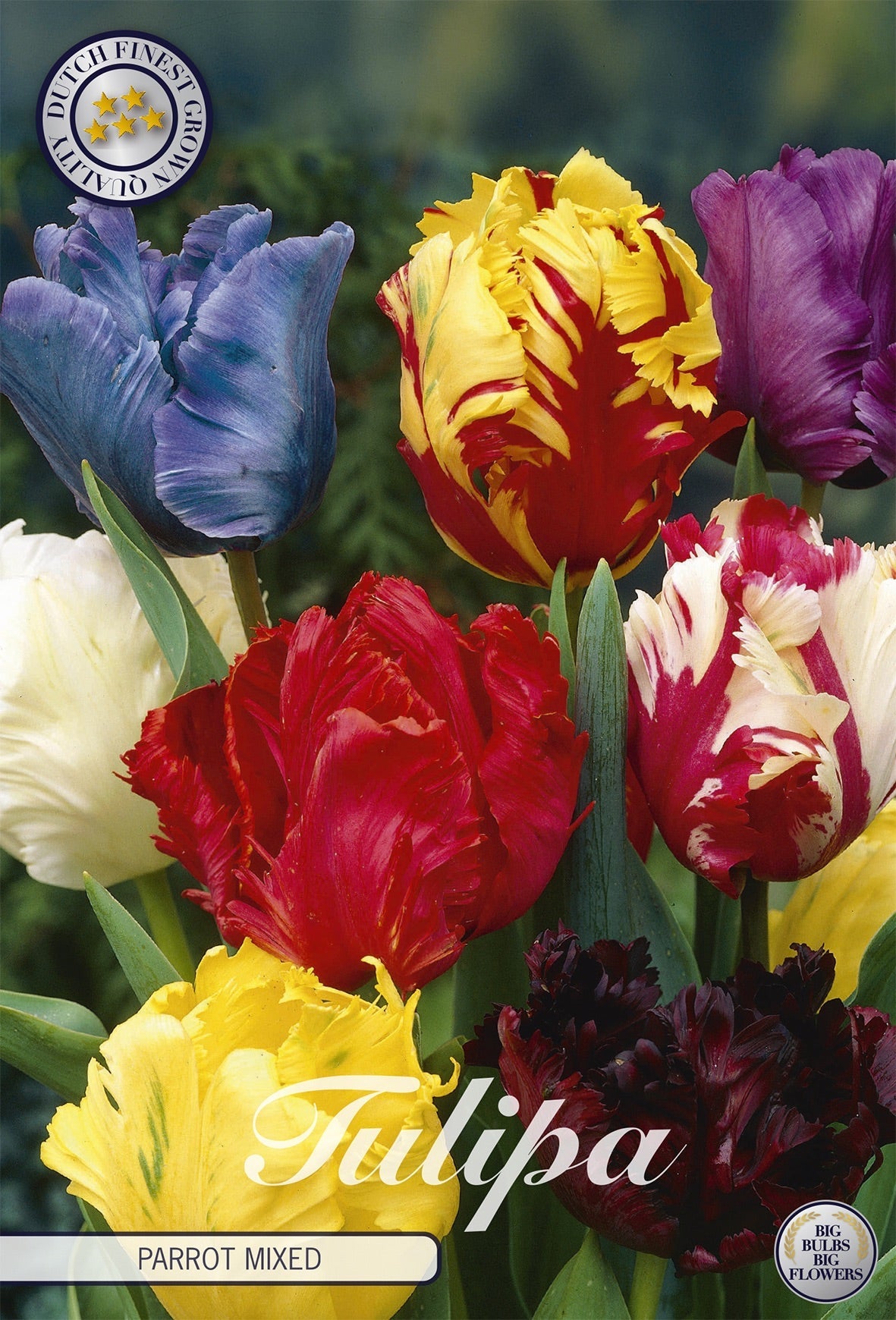 Tulipa Parrot Mixed