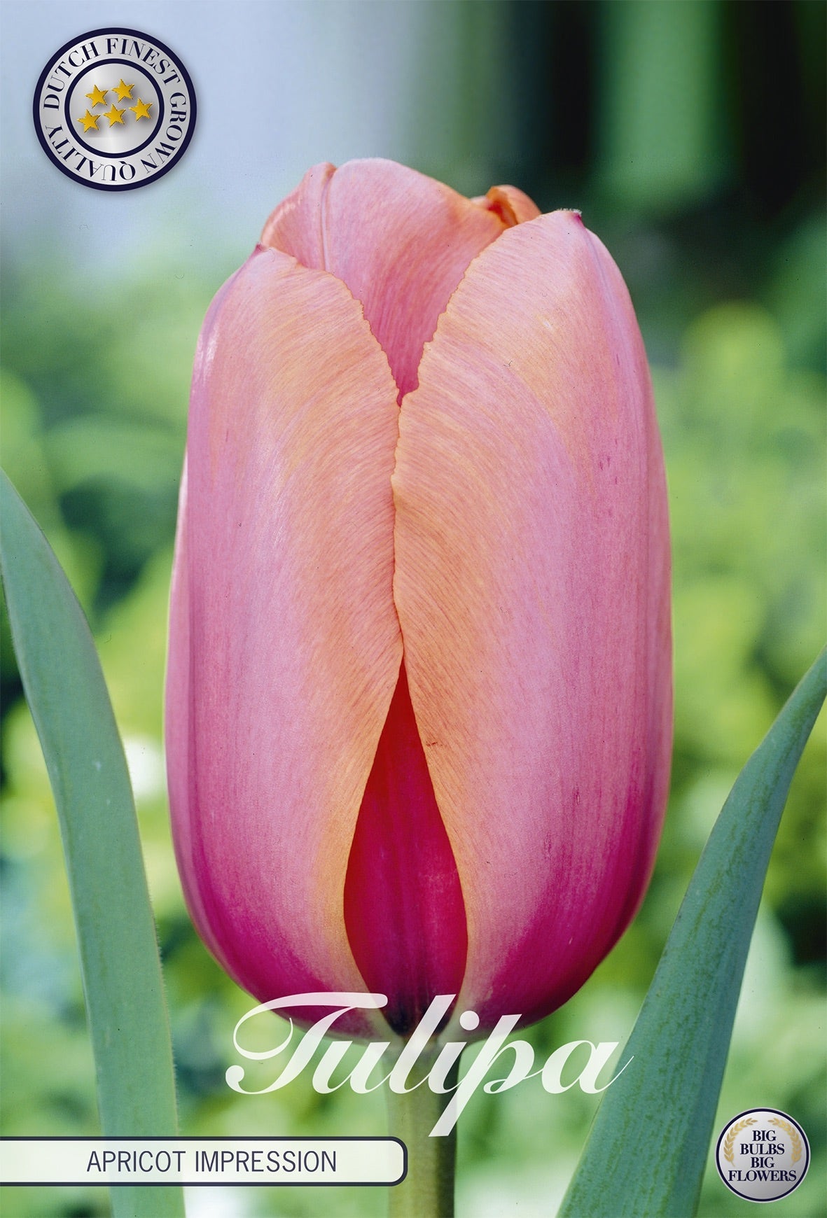 Tulipa Apricot Impression