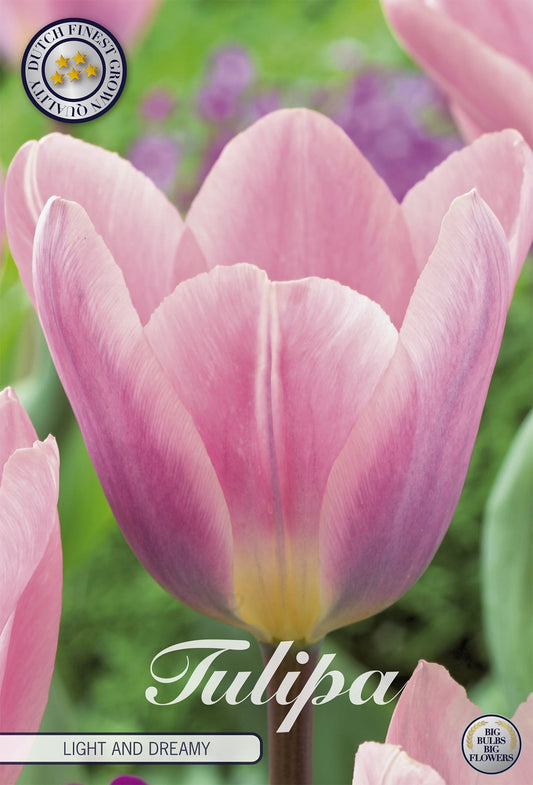 Tulipa Light and Dreamy