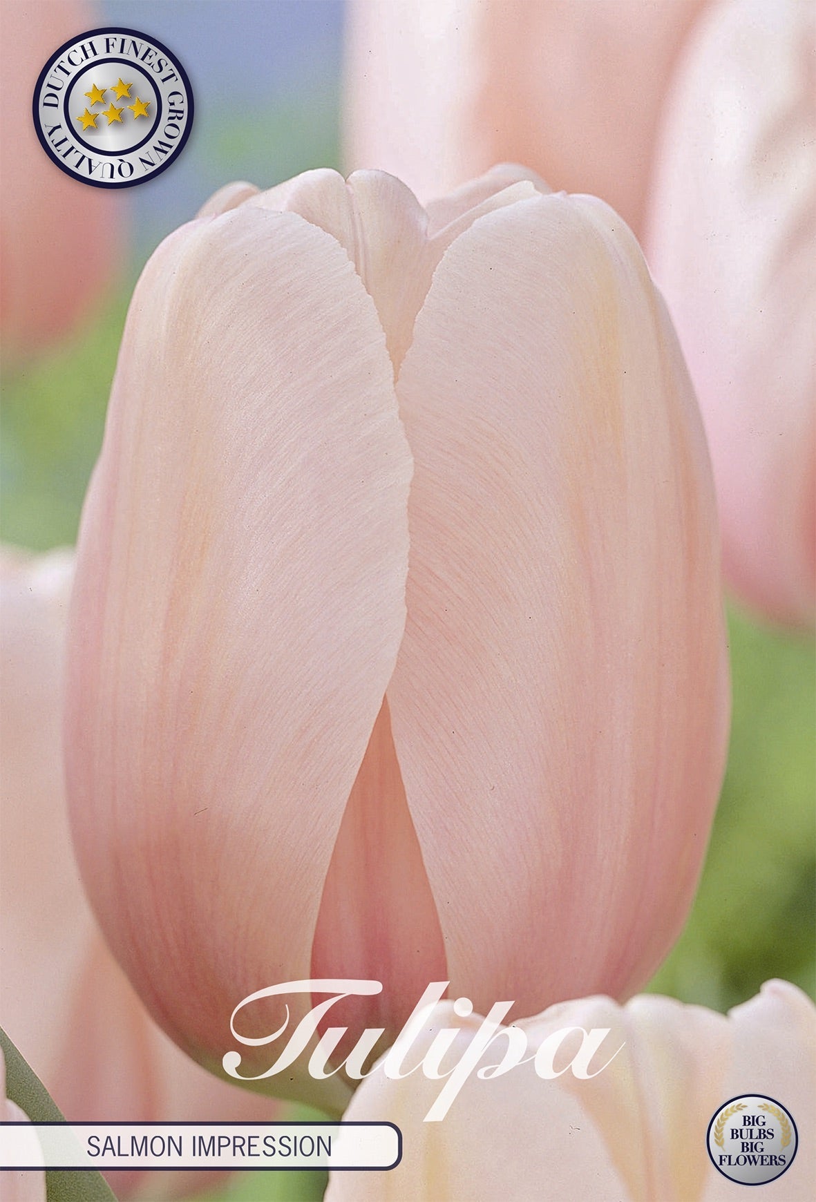Tulipa Salmon Impression
