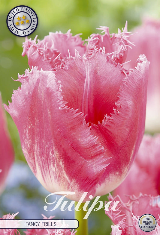 Tulipa Fancy Frills