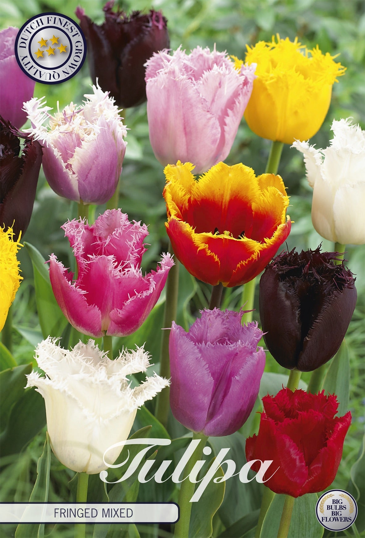 Tulipa Fringed Mixed