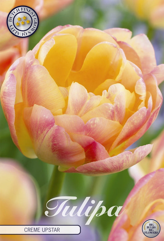 Tulipa Creme Upstar