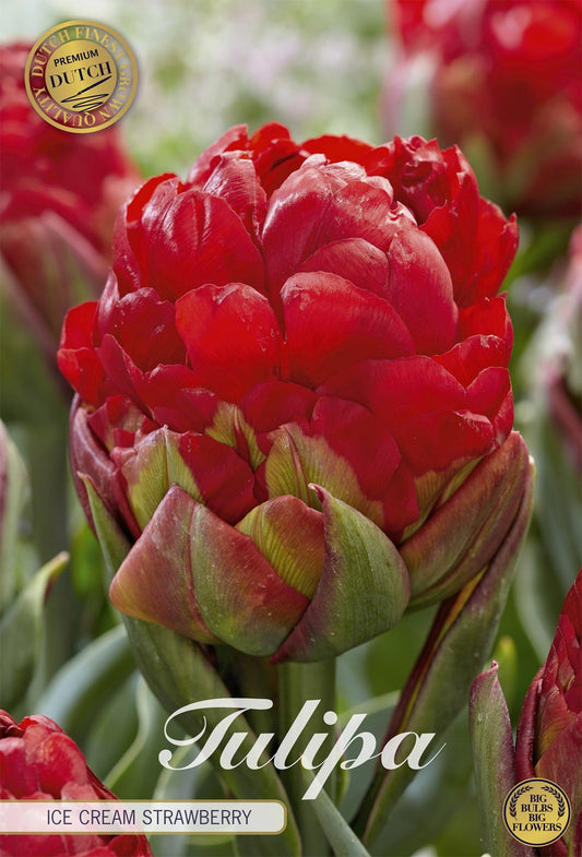 Tulipa Ice Cream Strawberry
