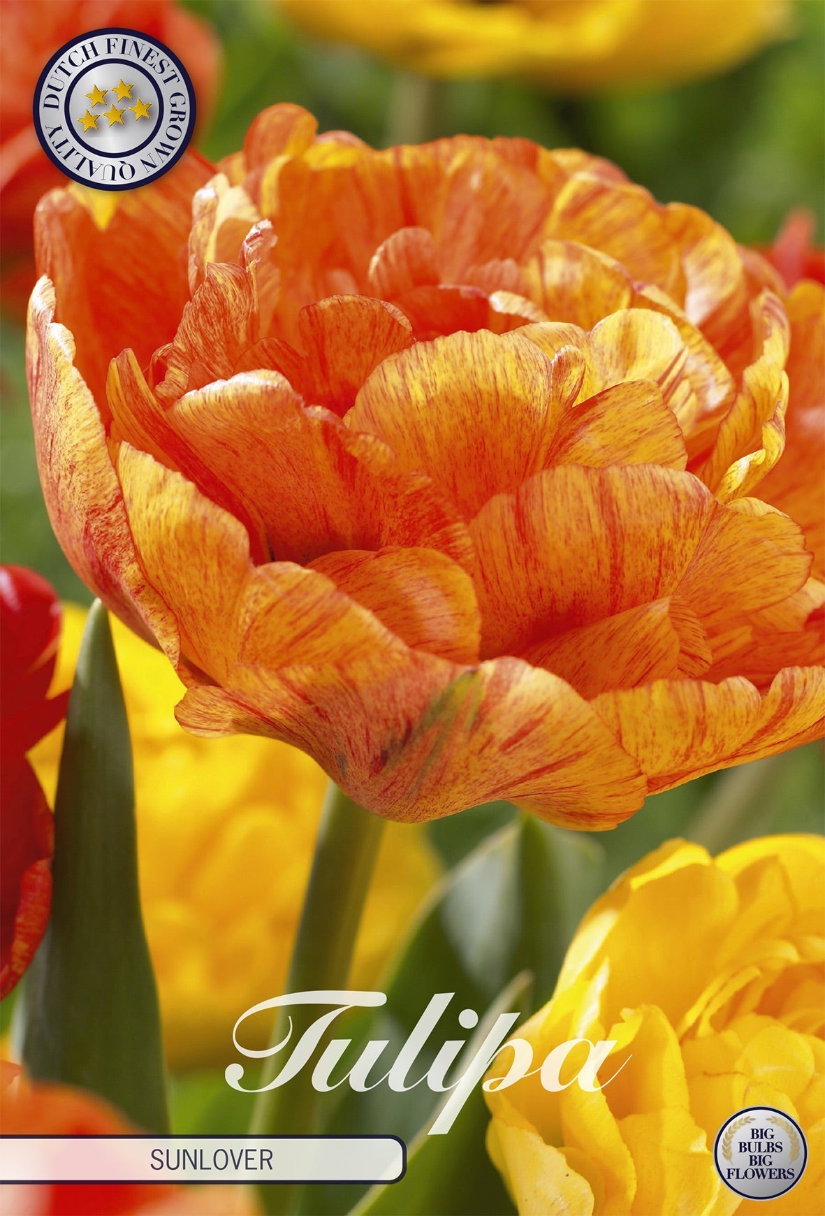 Tulipa Sunlover