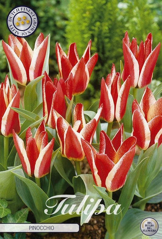 Tulipa Pinocchio