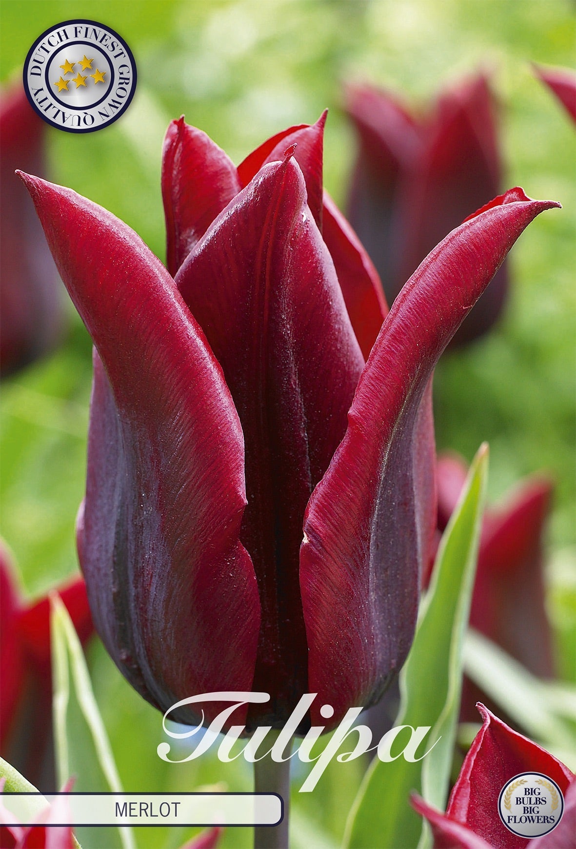 Tulipa Merlot