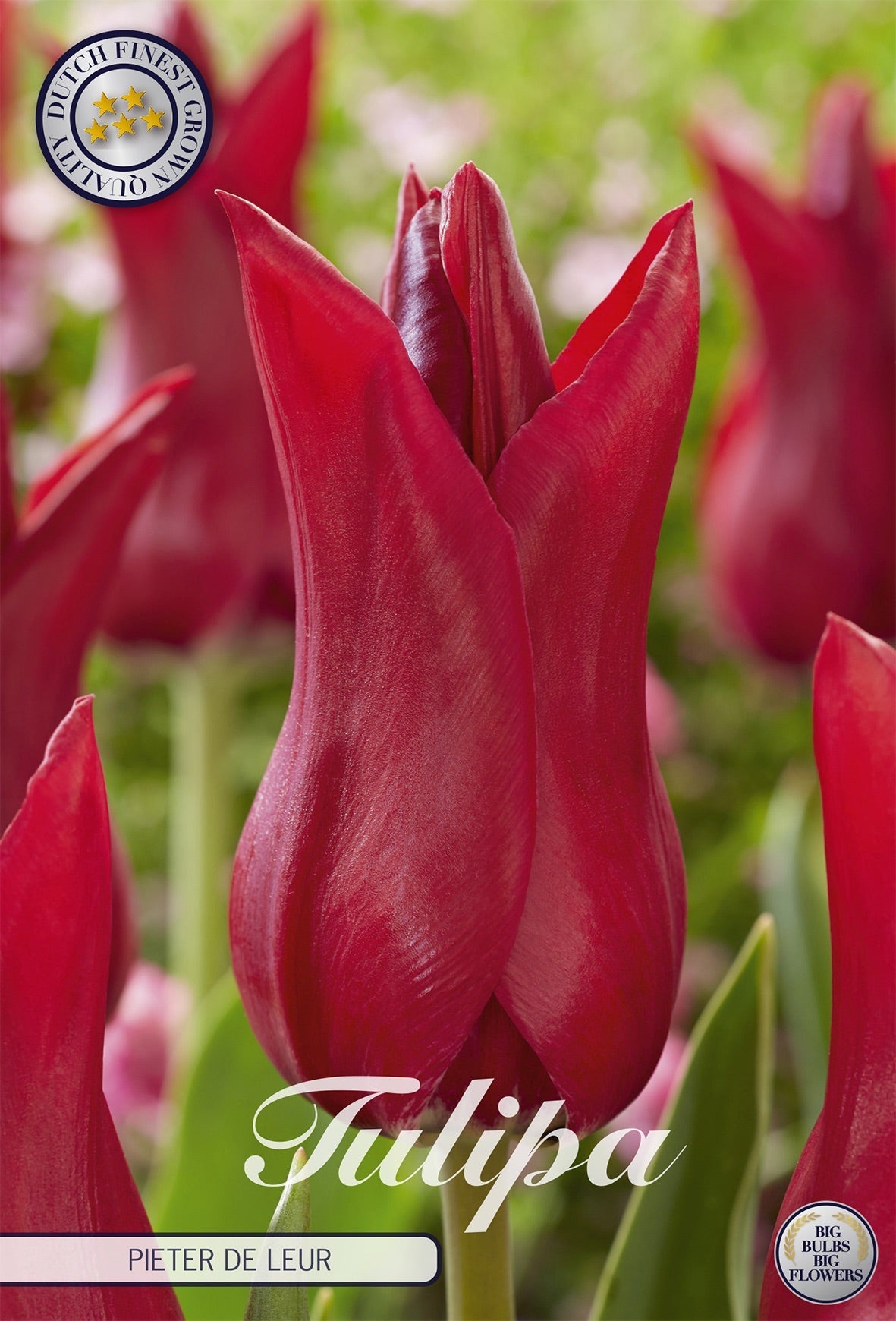 Tulipa Pieter de Leur