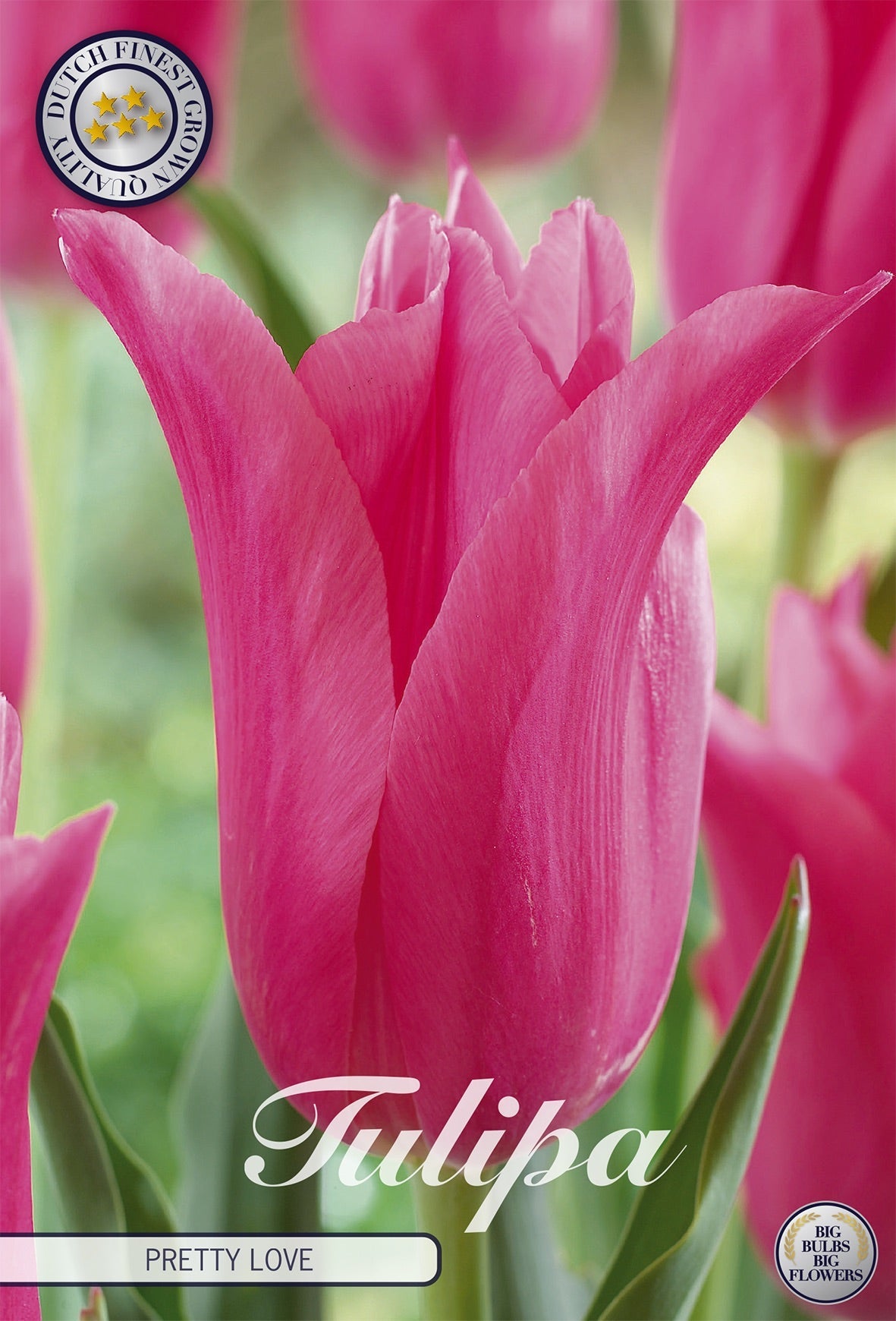 Tulipa Pretty Love