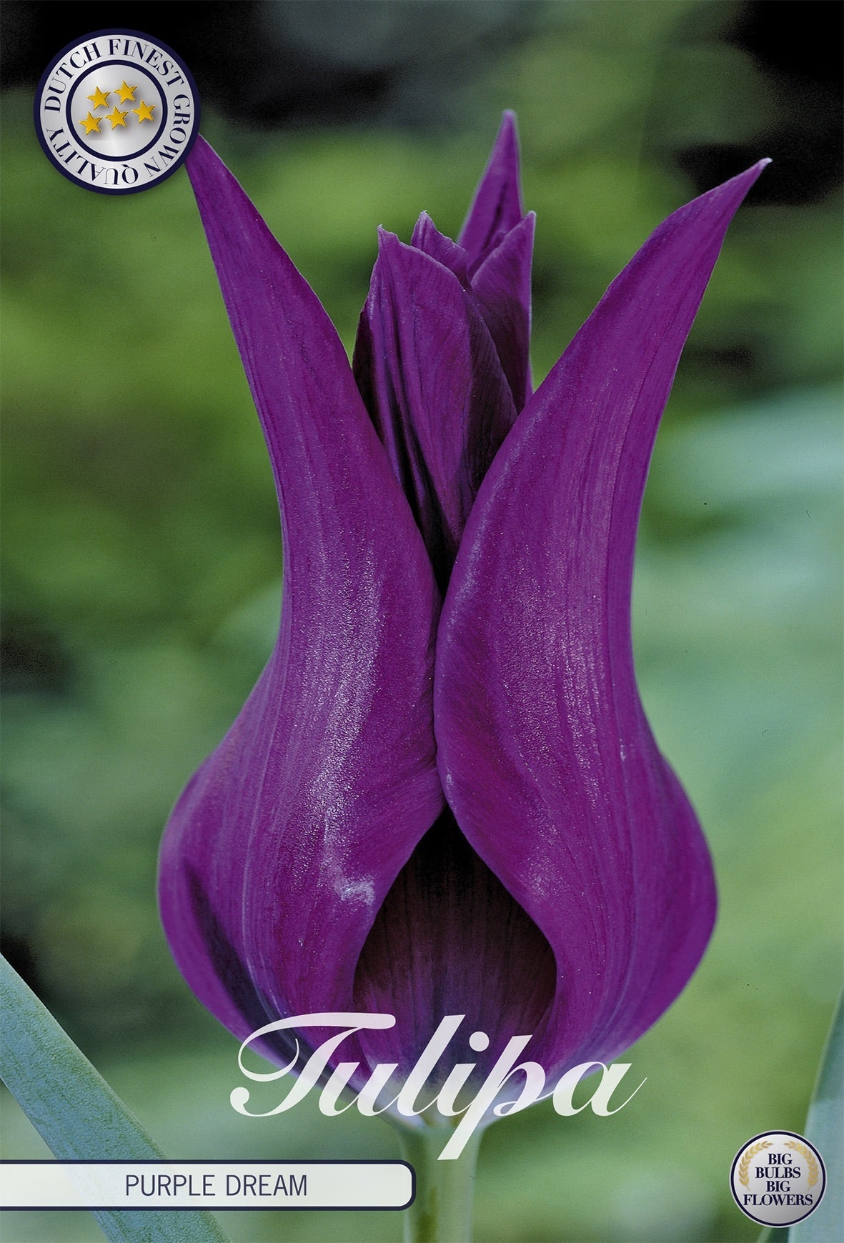 Tulipa Purple Dream