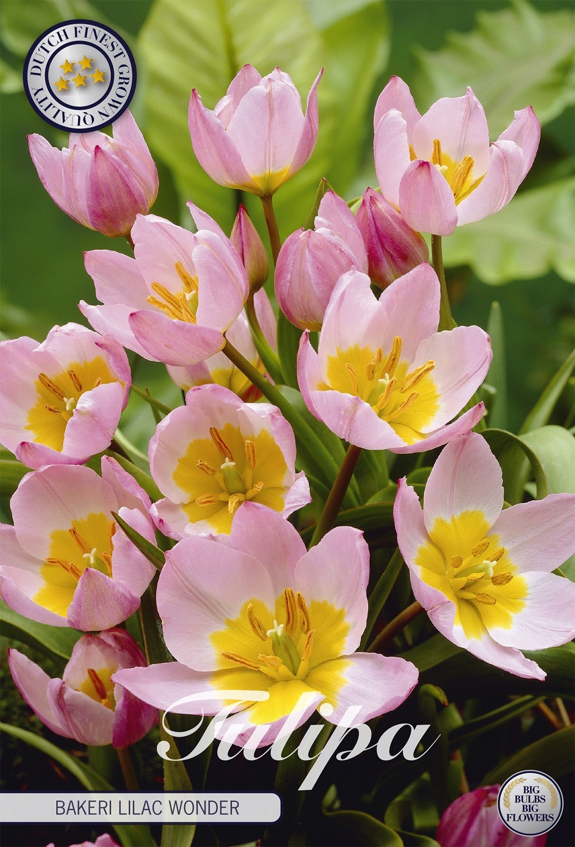 Tulipa Bakeri Lilac Wonder