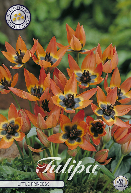 Tulipa Little Princess