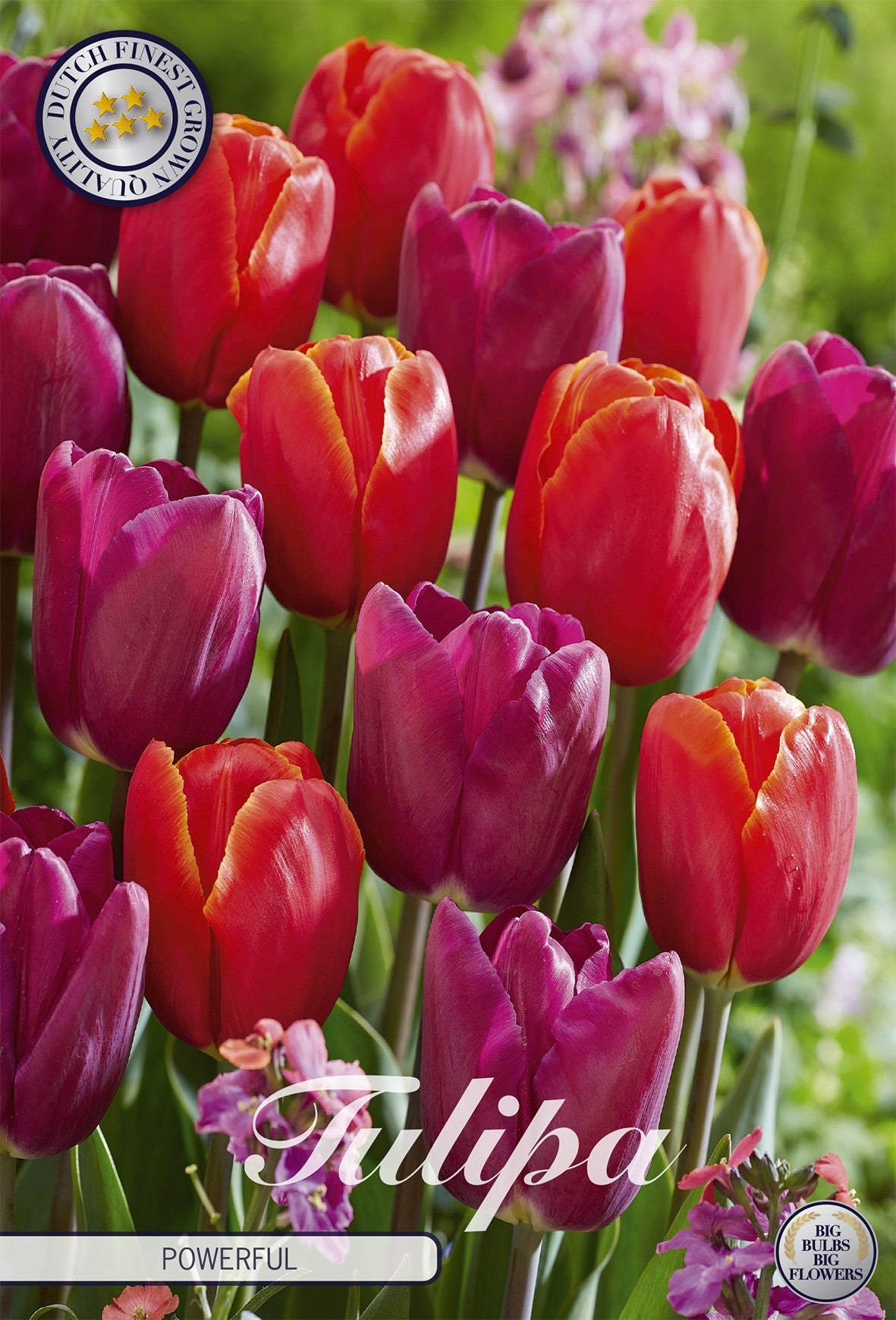 Tulipa Powerful