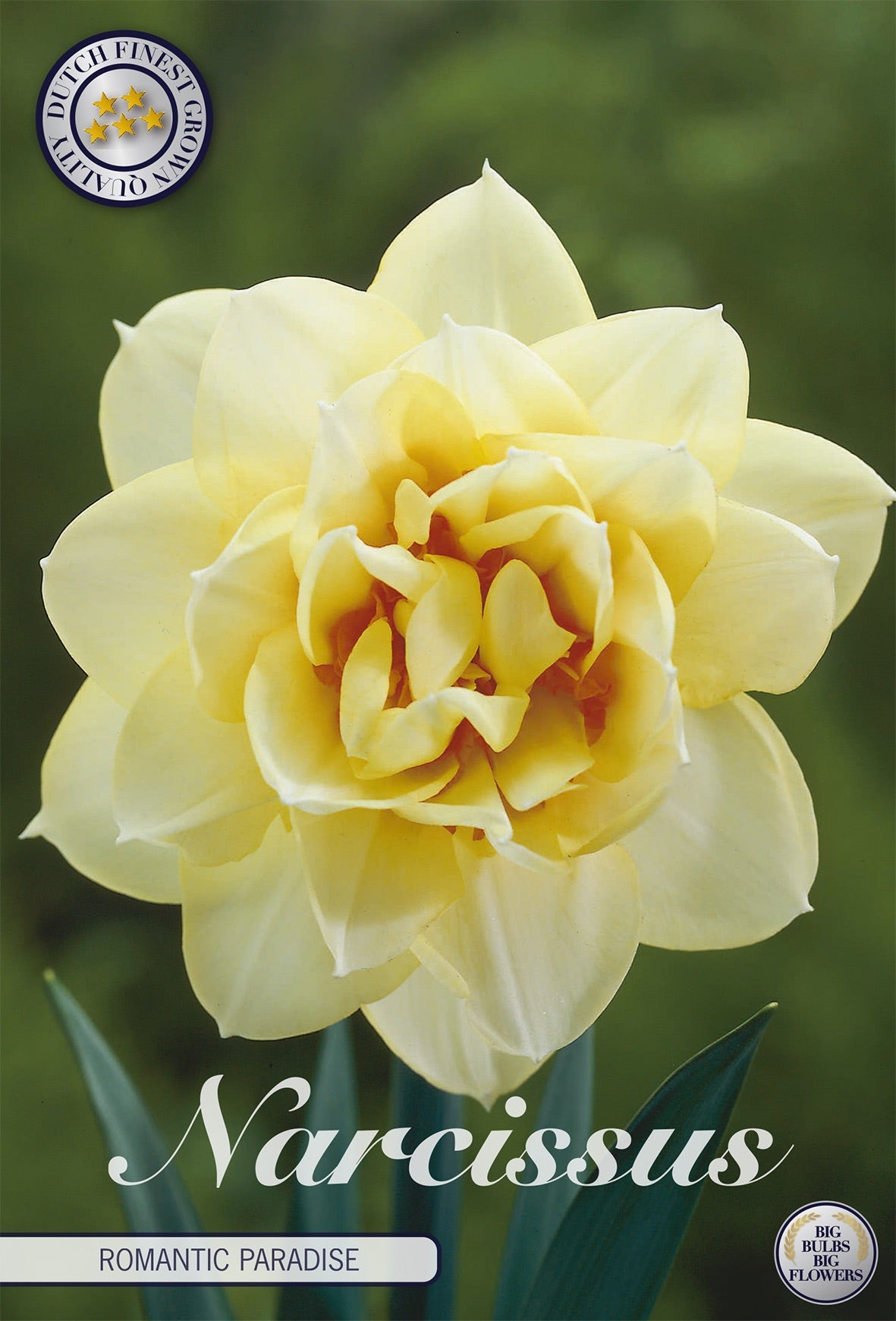 Narcissus Romantic Paradise