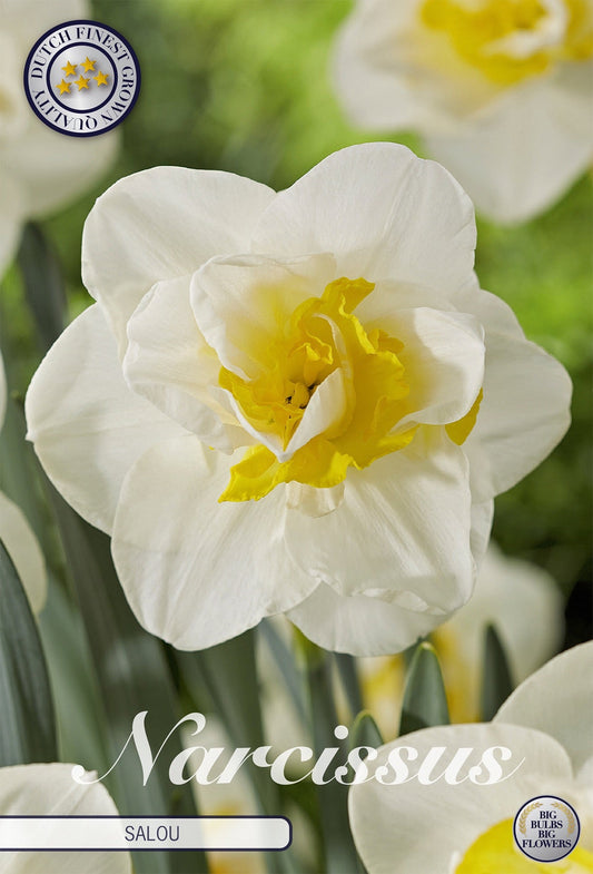 Narcissus Salou