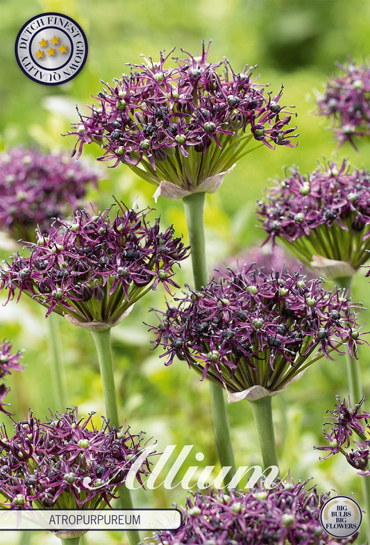 Allium Atropurpureum