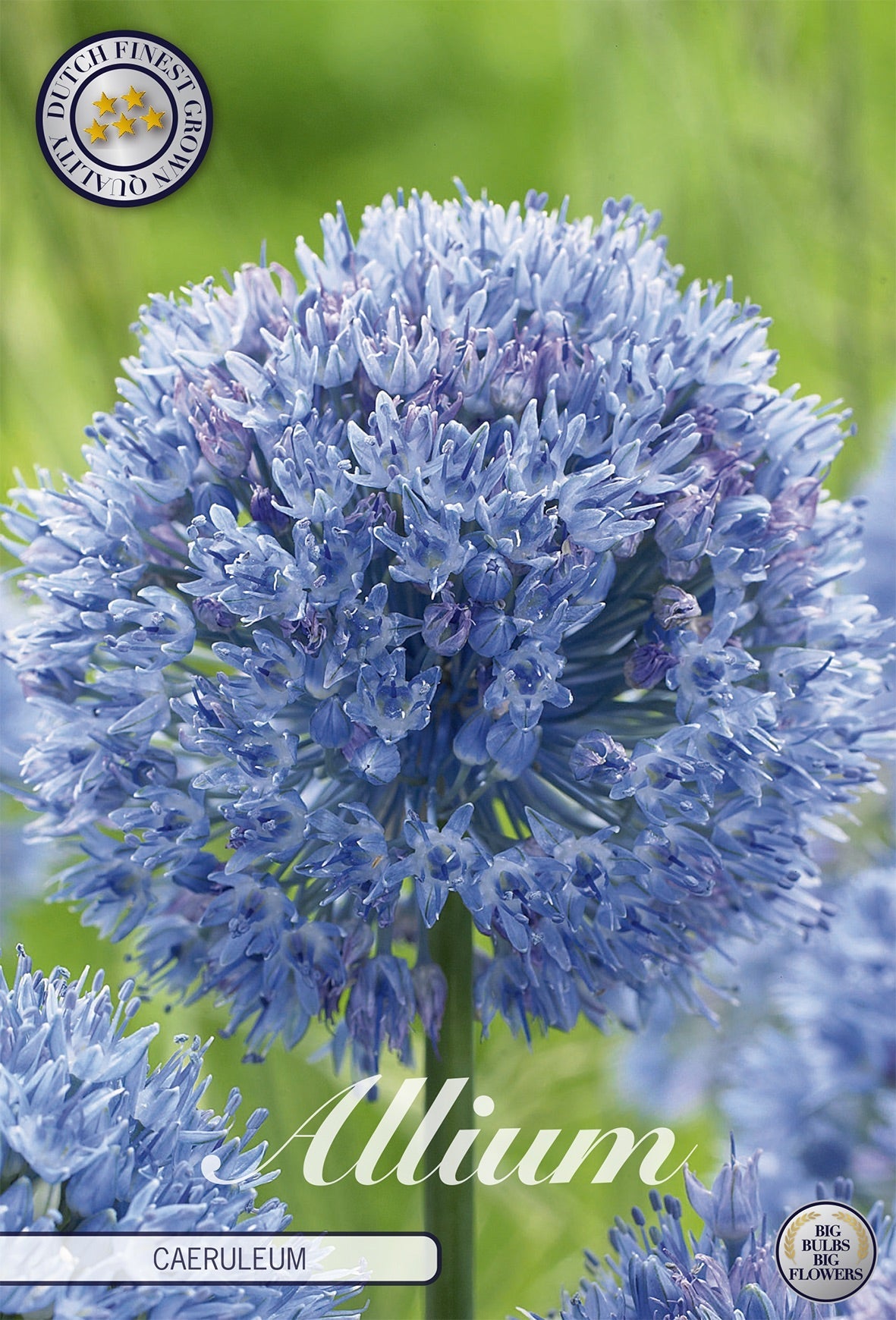 Allium Caeruleum