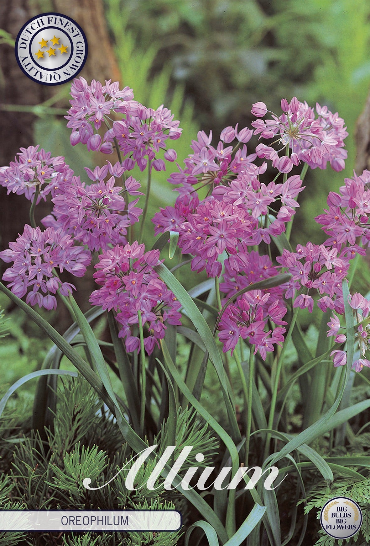 Allium Oreophilum