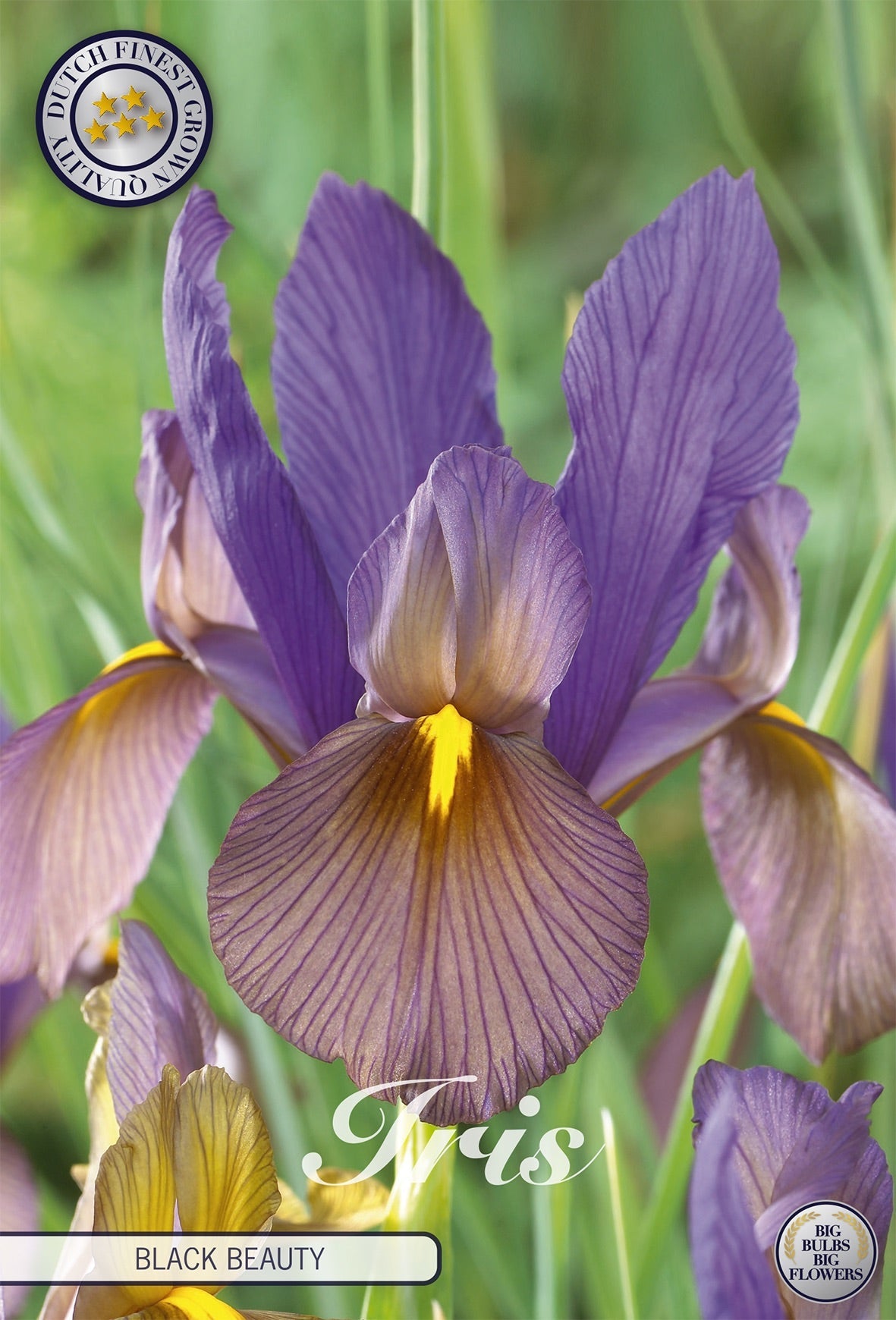 Iris Black Beauty
