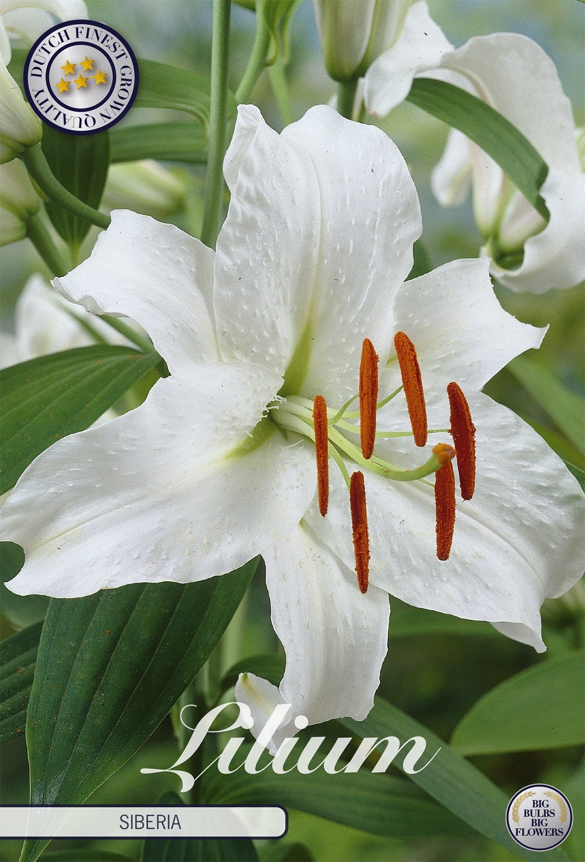 Lilium Siberia